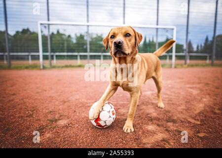 stehende Labrador Retriever Stockfoto