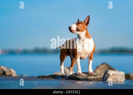 Ständigen Miniatur Bull Terrier Stockfoto