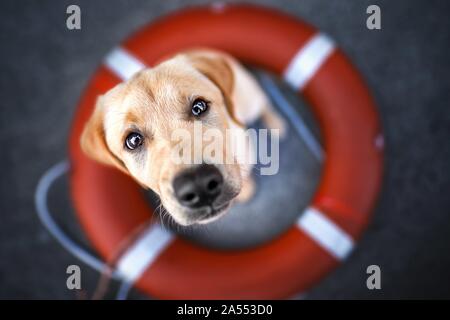 Labrador Retriever Porträt Stockfoto