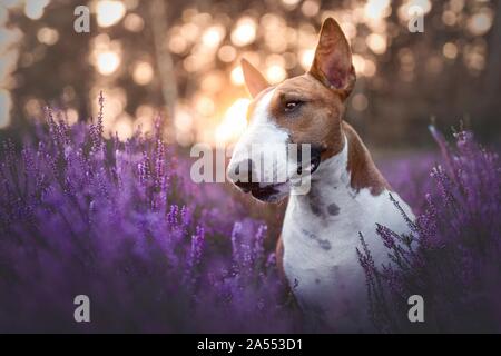Miniatur Bull Terrier portrait Stockfoto