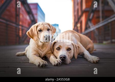 Labrador Retriever liegend Stockfoto