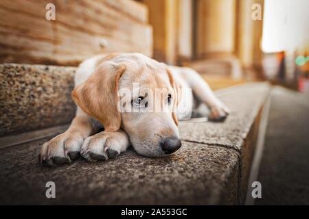 Labrador Retriever liegend Stockfoto