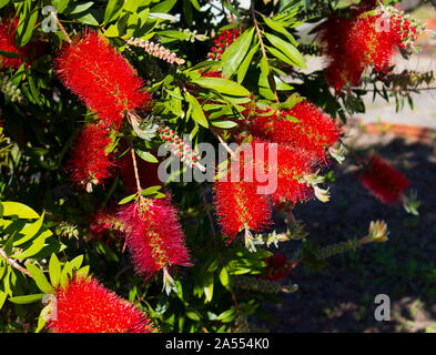 Brillante West Australian wildflower Rot callistemon bottlebrush Strauch blüht in Bunbury, Western Australia im Frühjahr zieht einheimische Vögel. Stockfoto