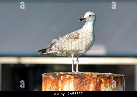 Juvenile Europäische 'Larus argentatus' Silbermöwe auf rostigen Pol Stockfoto