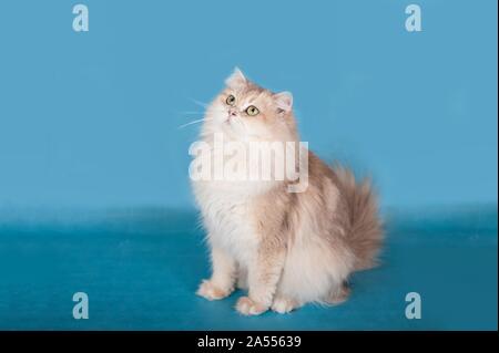 Britische Langhaarkatze Stockfoto