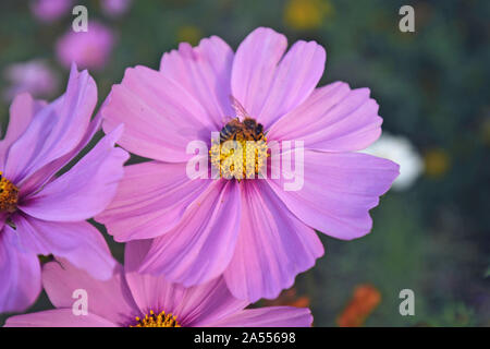 Blick von oben auf die Big Pink Zinnia Blume in voller Blüte mit Bee Pollen sammeln auf grünem Hintergrund unscharf Stockfoto