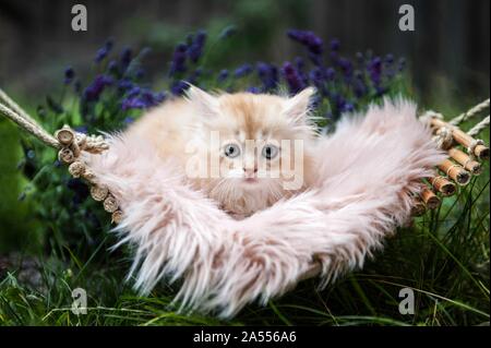 Deutsch Langhaar Kätzchen liegend Stockfoto