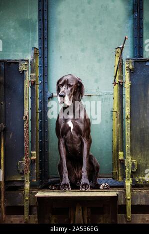 sitzen die Deutsche Dogge Stockfoto