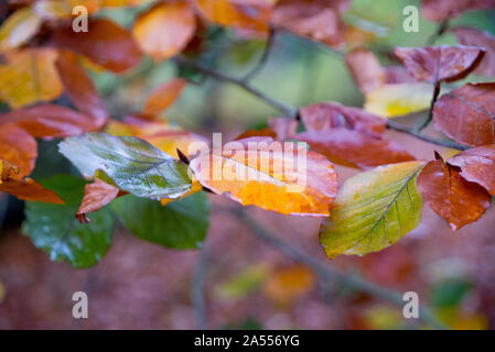Bunte Blätter im Herbst Wald Stockfoto