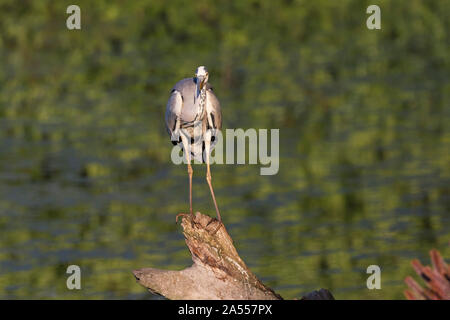 Graureiher Ardea cinerea thront auf toten Baum neben einem sumpfgebiet Pool in der Nähe von Nationalpark Kiskunsag Tiszaalpar Ungarn Mai 2017 Stockfoto