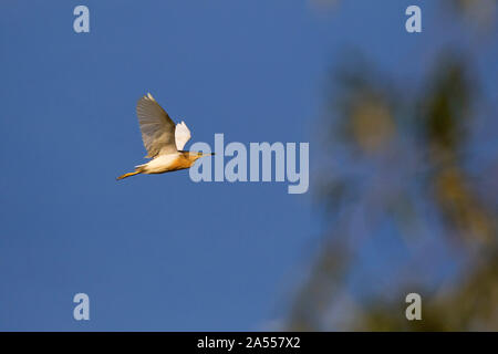 Ardeola ralloides Squacco Heron im Flug Kiskunsag Nationalpark in der Nähe von Ungarn Juni 2017 Tiszaalpar Stockfoto