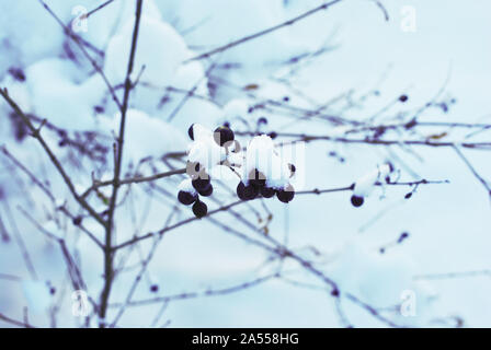 (Ligustrum vulgare Liguster, gemeinsame Liguster, Europäischen Liguster) schwarz reife Beeren auf Zweig mit Schnee bedeckt, weiche blurry Winter Hintergrund Stockfoto