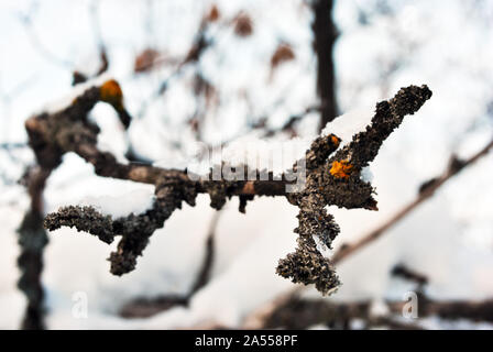 Gelbe Moos auf alten Zweig Rinde Oberfläche Nahaufnahme Detail bedeckt mit weißen Schnee Stockfoto