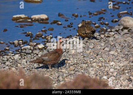 Moorschneehuhn Lagopus lagopus scoticus Paar am Ufer des Lochindorb, Highland, Schottland, UK, Mai 2018 Stockfoto