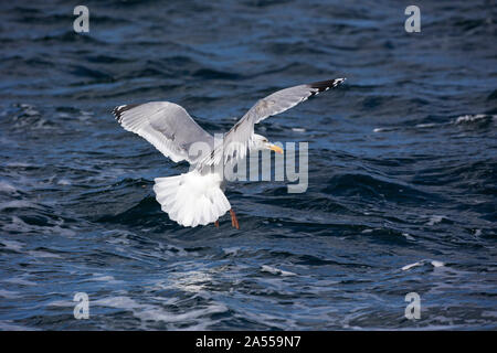 Silbermöwe Larus argentatus im Flug niedrig über dem Meer, Loch na Keal, Mull, Innere Hebriden, Argyll und Bute, Schottland, UK, Mai 2018 Stockfoto