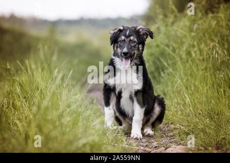 - Bernese-Mountain Dog-Shepherd Welpen Stockfoto