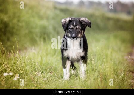 - Bernese-Mountain Dog-Shepherd Welpen Stockfoto