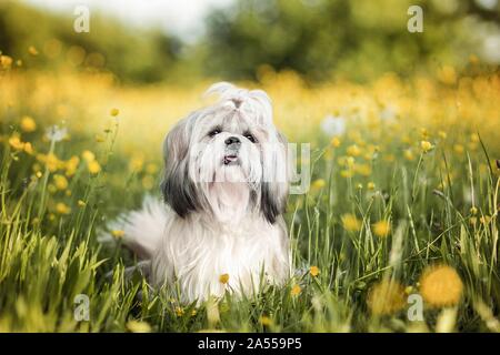 Shih Tzu sitzen Stockfoto