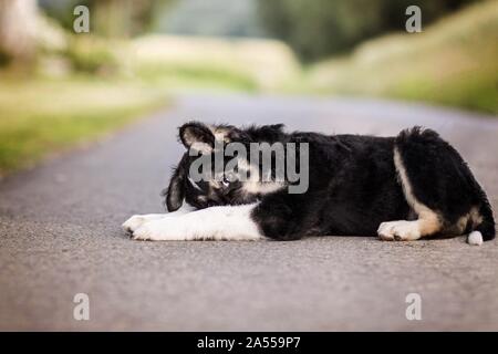 - Bernese-Mountain Dog-Shepherd Welpen Stockfoto