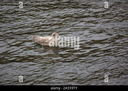 Glaucous gull Larus hyperboreus Kinder in Burghead Hafen, Morayshire, Schottland, Großbritannien, Oktober 2018 Stockfoto