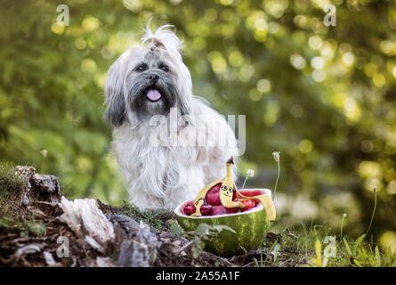 Shih Tzu Stockfoto