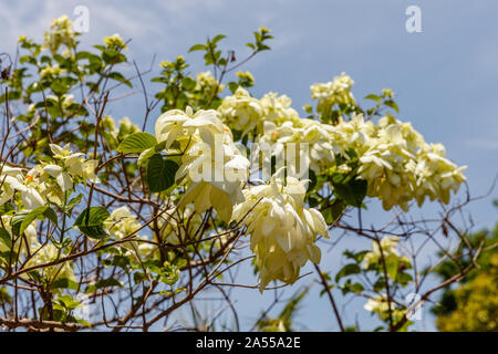 Weiß blühenden Mussaenda oder Buddha's Lampe und blauer Himmel im Hintergrund. Bali, Indonesien Stockfoto