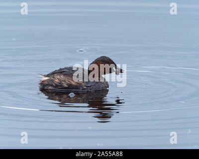 Zwergtaucher Tachybaptus ruficollis mit einem caddis Fliegen Larven, GREYLAKE RSPB Reservat, Somerset Levels und Mauren, England, Großbritannien, Februar 2019 Stockfoto