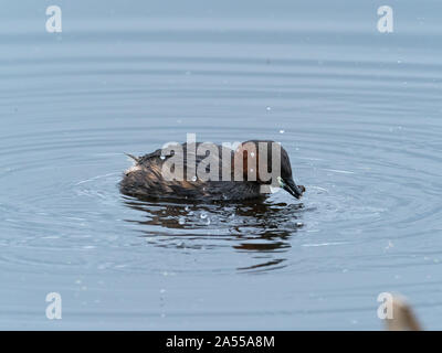 Zwergtaucher Tachybaptus ruficollis mit einem caddis Fliegen Larven, GREYLAKE RSPB Reservat, Somerset Levels und Mauren, England, Großbritannien, Februar 2019 Stockfoto