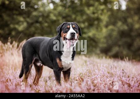 Großer Schweizer Sennenhund Stockfoto