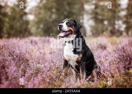 Großer Schweizer Sennenhund sitzend Stockfoto