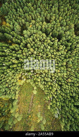 Grünen Pinienwald mit teilweise abgeschnittene Feld. Klimawandel Thema Stockfoto