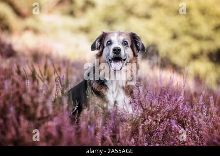 Mongrel Porträt Stockfoto