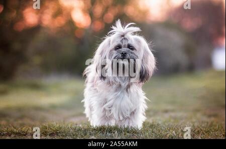 Shih Tzu Stockfoto