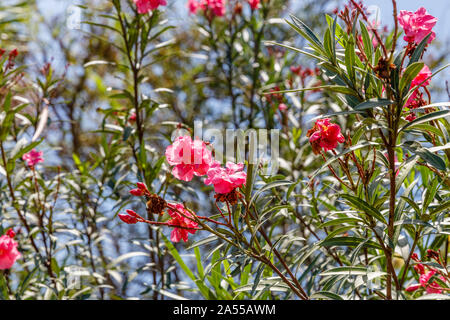 Hell-rosa blühende Nerium oleander Busch. Bali, Indonesien. Stockfoto