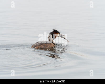 Haubentaucher Podiceps cristatus Erwachsenen schlucken ein Fisch im schilfrohr Pool, Schinken Wand RSPB Reservat, Teil der Avalon Sümpfen, Somerset Levels und Stockfoto