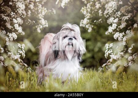 Shih Tzu Stockfoto