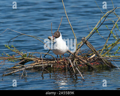 Lachmöwe Larus ridibundus an potenzielle nest Ort, blashford Seen, Hampshire, Isle of Wight Wildlife Trust finden, Ellingh Stockfoto