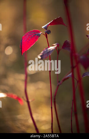 Blätter im Herbst oder der Sibirischen hartriegel Cornus alba im Sonnenlicht mit bokeh Hintergrund, selektiver Fokus, flacher DOF Stockfoto