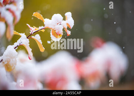 Birchleaf betulifolia Spirea, Fabrikantenvilla, Blättern bedeckt mit frischem Schnee, Ende Herbst Schneefall im Garten Stockfoto