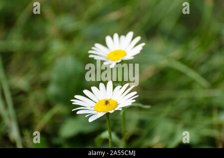 Bellis perennis, Asteraceae, Makro Foto eines Gemeinsamen Daisy Flower Stockfoto