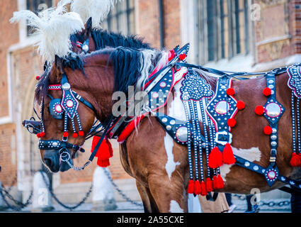 Braune Pferde mit Schwarz Rot Outfit in Krakau Stockfoto