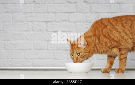 Cute ginger cat Essen aus einem weißen Futternapf. Seitenansicht mit kopieren. Stockfoto