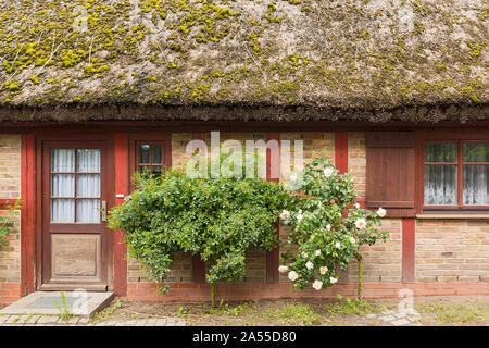 Rügen, Schaprode, Fachwerkhaus, Rosen, Reetdach, Detail Stockfoto