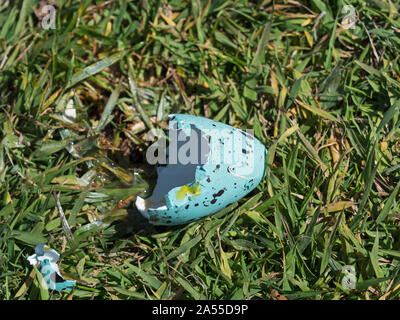 Gemeinsame trottellumme Uria aalge Ei stammte vermutlich von Möwen, Lunga Insel, Treshnish-inseln, Innere Hebriden, Argyll und Bute, Schottland, UK, Mai 2019 Stockfoto