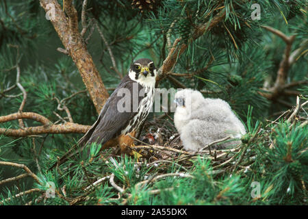 Eurasischen hobby Falco subbuteo am Nest mit Jungen in der Nähe von Ringwood Hampshire England Großbritannien Stockfoto