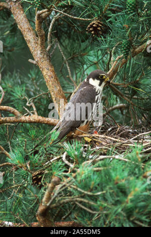 Eurasischen hobby Falco subbuteo am Nest in der Nähe von Ringwood Hampshire England Großbritannien Stockfoto