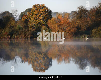 Peterborough, Cambridgeshire, Großbritannien. 17 Okt, 2019. Nach einer kalten Nacht, es ist ein schöner Start in den Tag als Schwäne die nebligen Overton See bei Nene Park, Peterborough, Cambridgeshire, Großbritannien am 17. Oktober 2019. Credit: Paul Marriott/Alamy leben Nachrichten Stockfoto