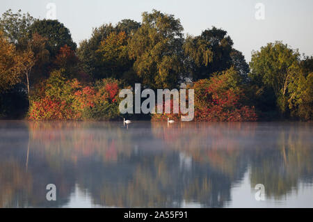 Peterborough, Cambridgeshire, Großbritannien. 17 Okt, 2019. Nach einer kalten Nacht, es ist ein schöner Start in den Tag als Schwäne die nebligen Overton See bei Nene Park, Peterborough, Cambridgeshire, Großbritannien am 17. Oktober 2019. Credit: Paul Marriott/Alamy leben Nachrichten Stockfoto