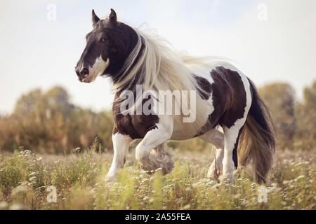 Irish Tinker Trab Stockfoto