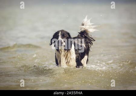 Border-Collie-Mischling Stockfoto